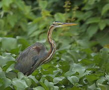 Purple Heron