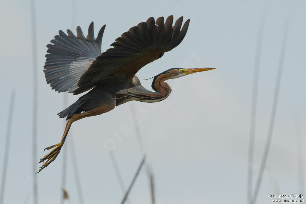 Purple Heron