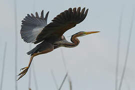 Purple Heron