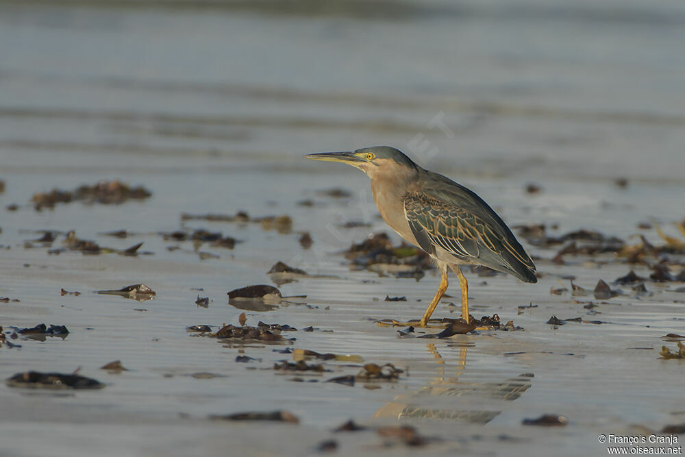 Striated Heronadult