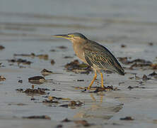 Striated Heron