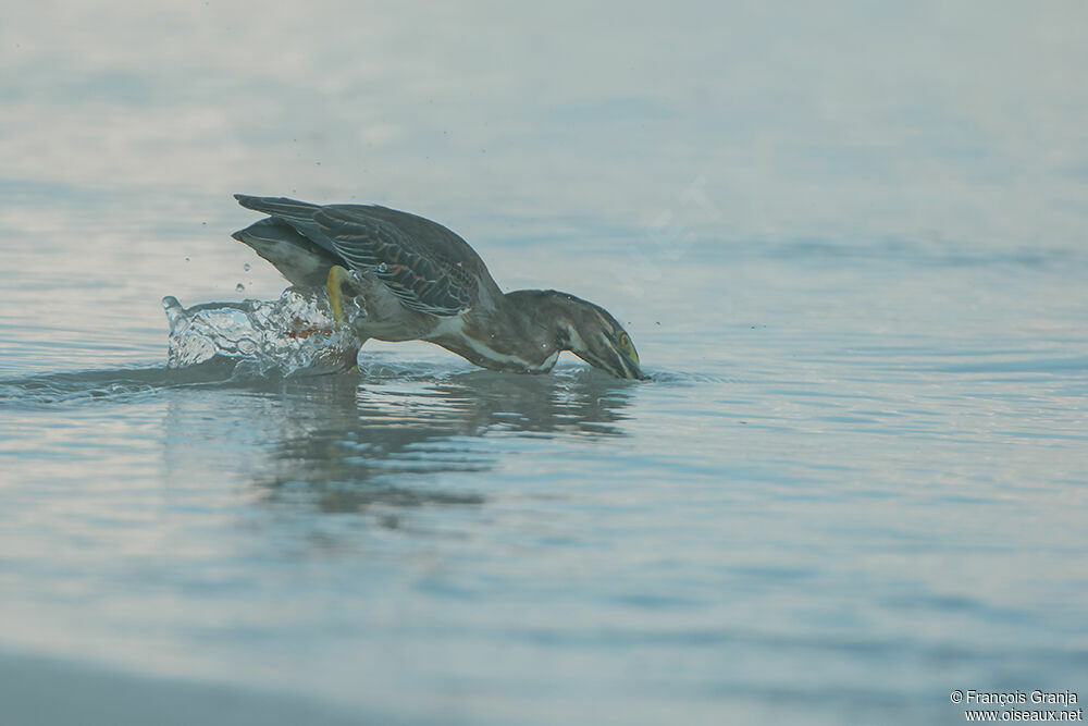 Striated Heronadult