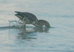 Striated Heron