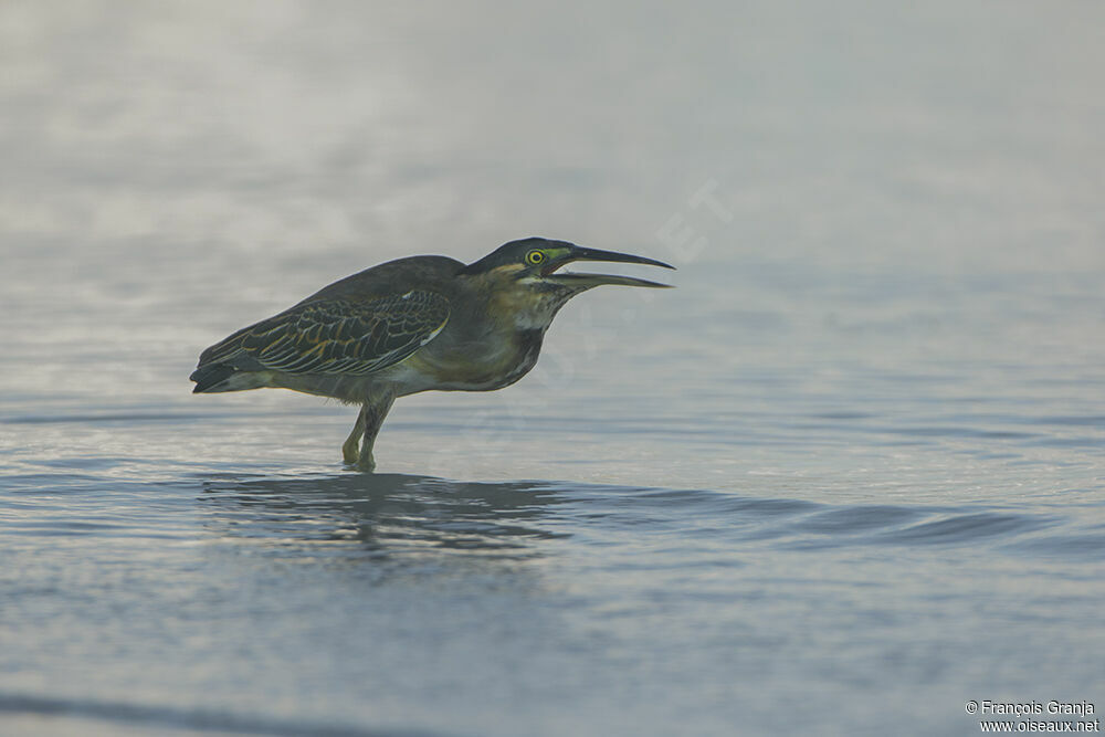 Striated Heronadult