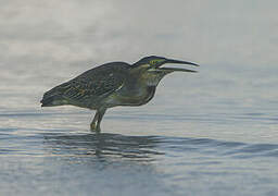 Striated Heron