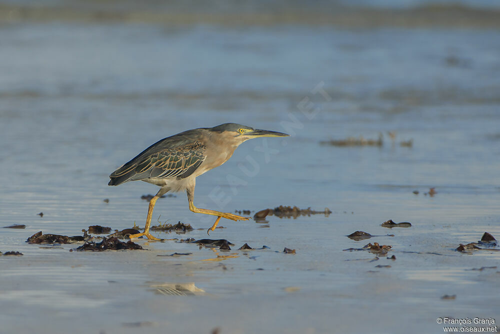 Striated Heronadult