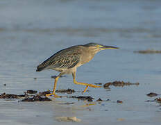 Striated Heron