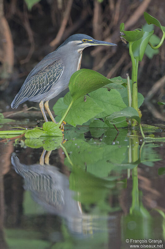 Striated Heronadult