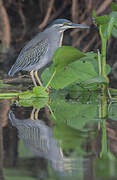 Striated Heron