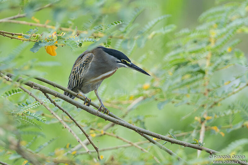 Striated Heronadult