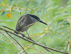 Striated Heron