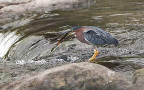 Green Heron