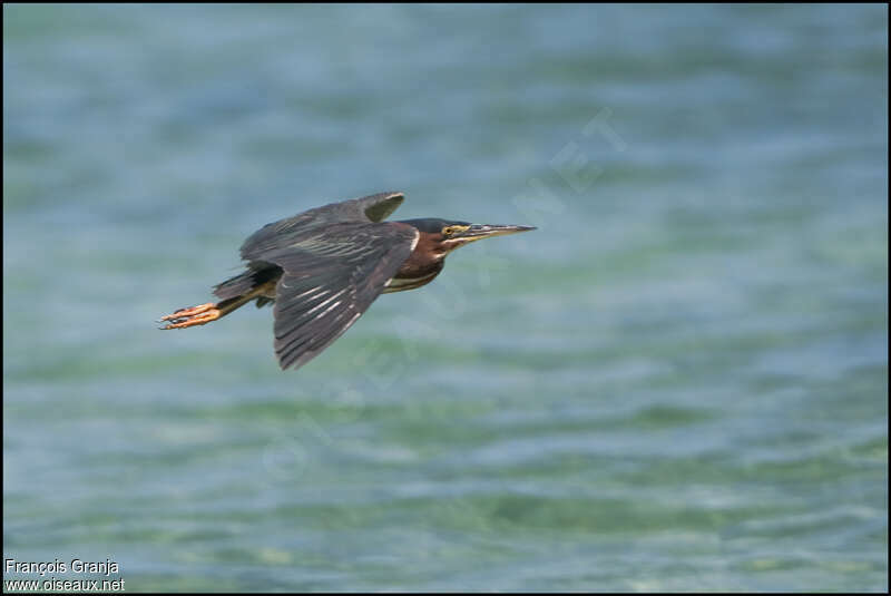 Green Heronadult, Flight