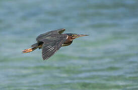 Green Heron