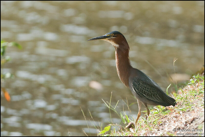 Green Heronadult