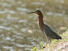 Green Heron