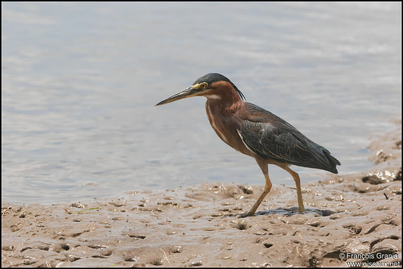 Green Heronadult