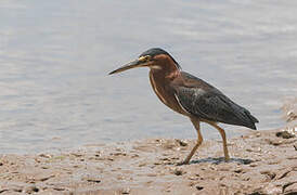 Green Heron