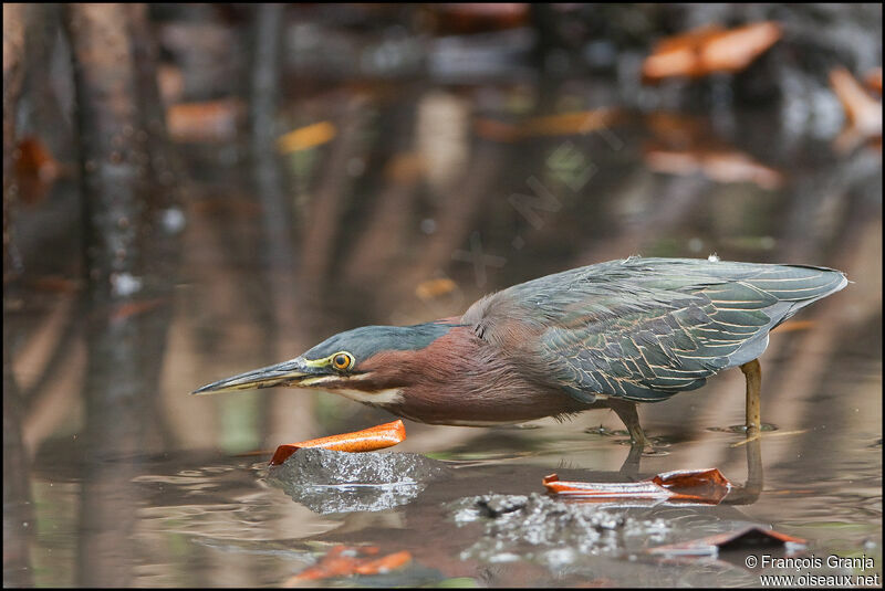 Green Heronadult