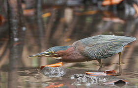 Green Heron