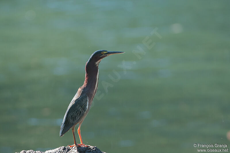 Green Heronadult