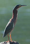 Green Heron