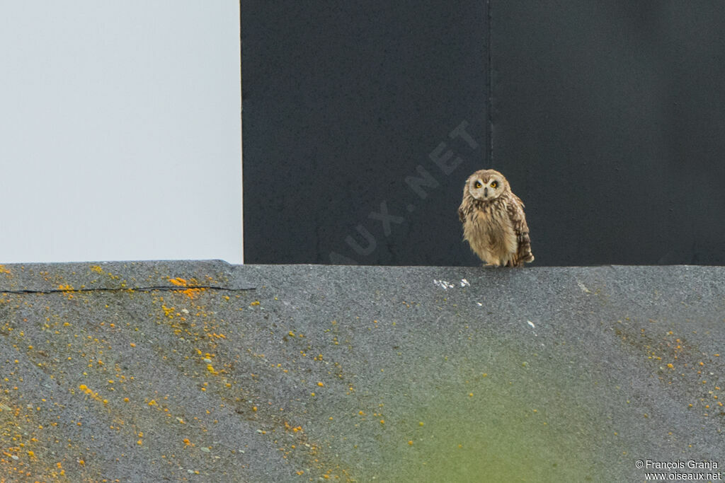 Short-eared Owl