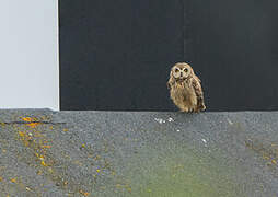 Hibou des marais