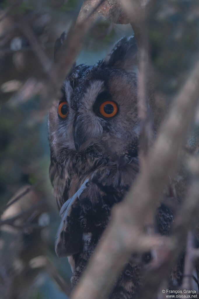 Long-eared Owladult