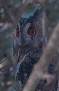 Long-eared Owl