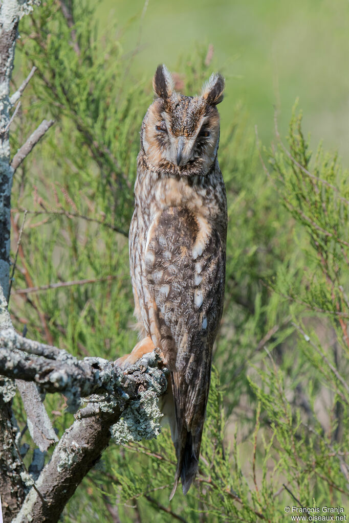 Long-eared Owl