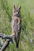 Long-eared Owl