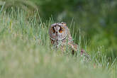 Hibou moyen-duc