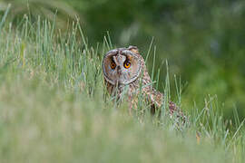 Hibou moyen-duc