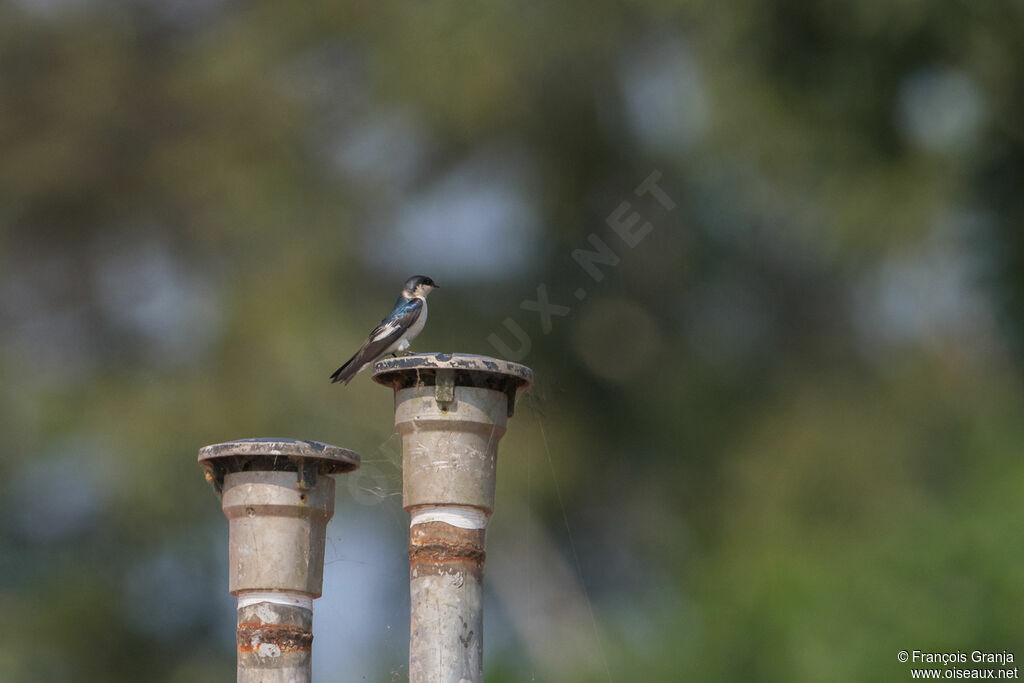 Hirondelle à ailes blanches