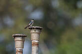 Hirondelle à ailes blanches