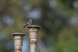 White-winged Swallow