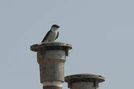 White-winged Swallow