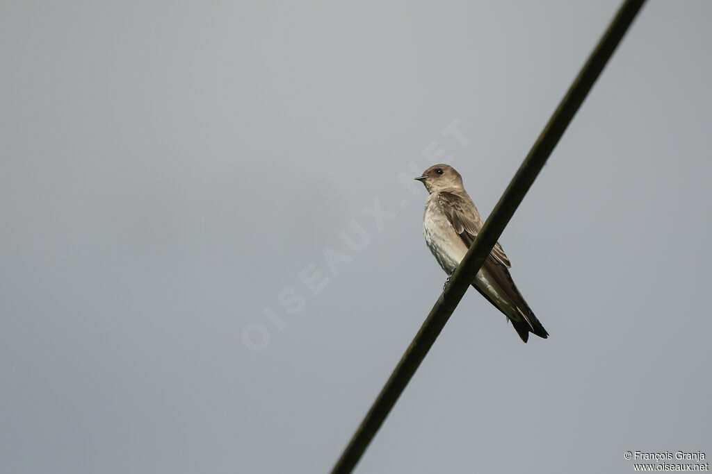 Hirondelle à ailes hérissées