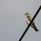 Hirondelle à ailes hérissées