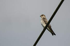 Northern Rough-winged Swallow