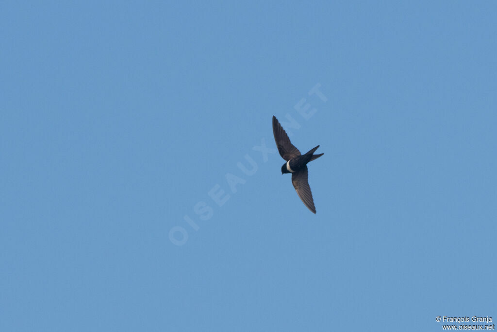 White-banded Swallow