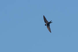 White-banded Swallow