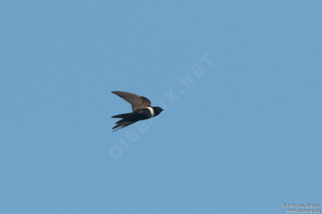 White-banded Swallow