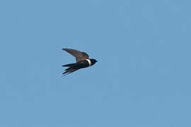White-banded Swallow