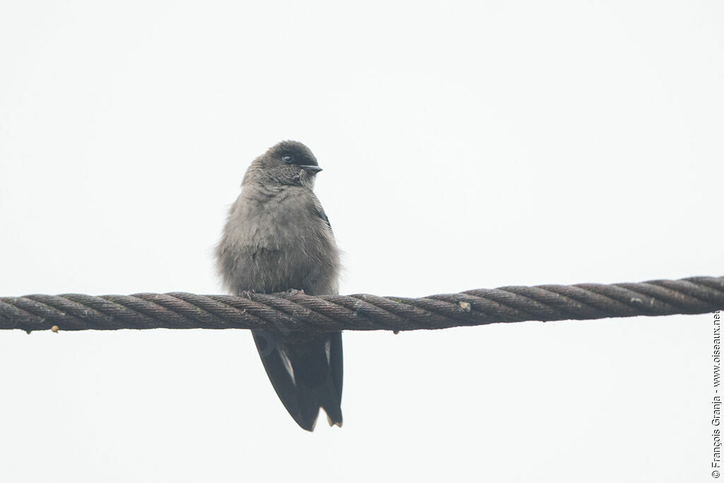 Hirondelle à cuisses blanches