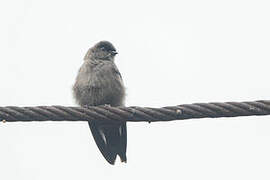 White-thighed Swallow