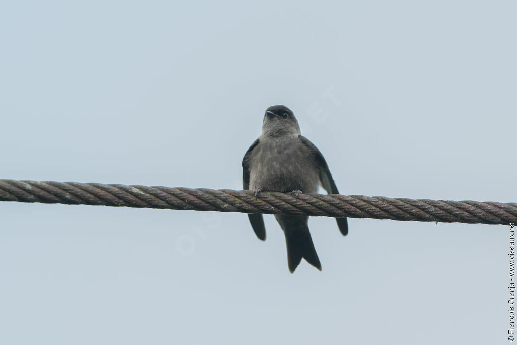 White-thighed Swallow