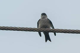 White-thighed Swallow