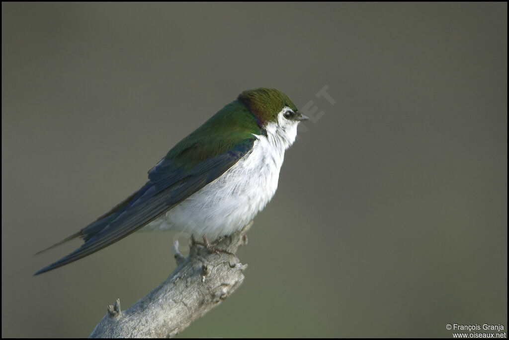 Violet-green Swallowadult